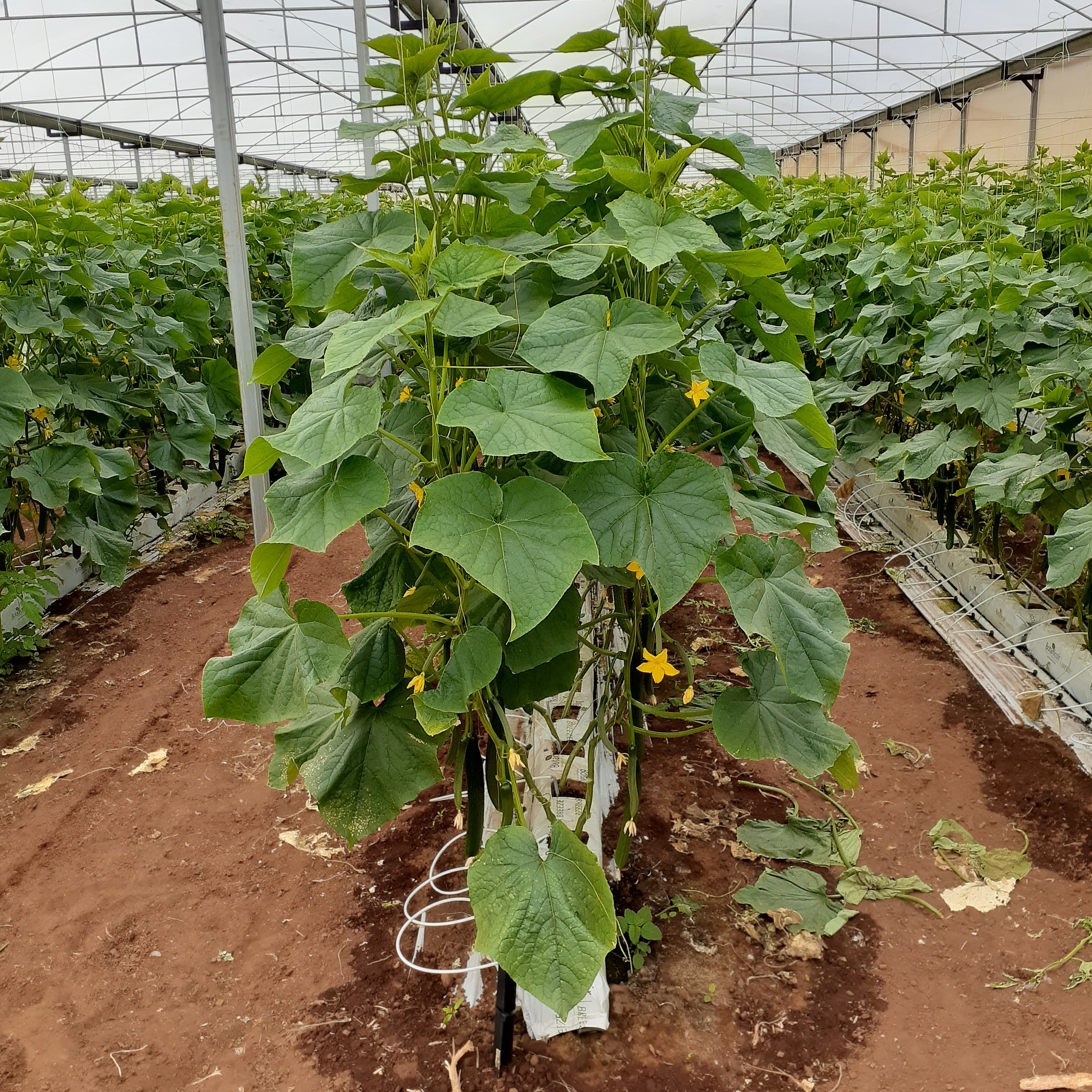 New Virginia greenhouse development uses Toro NGE white spider assemblies.